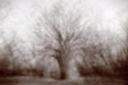 011 39 Heritage Park Silver Maple 1 12
