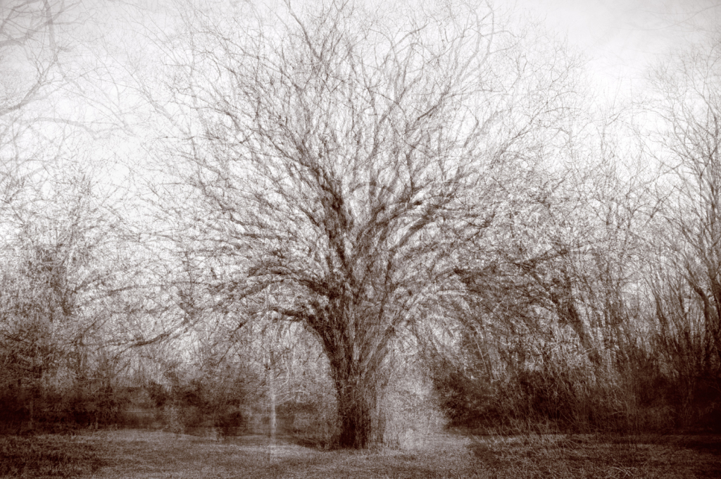 011 39 Heritage Park Silver Maple 1 12