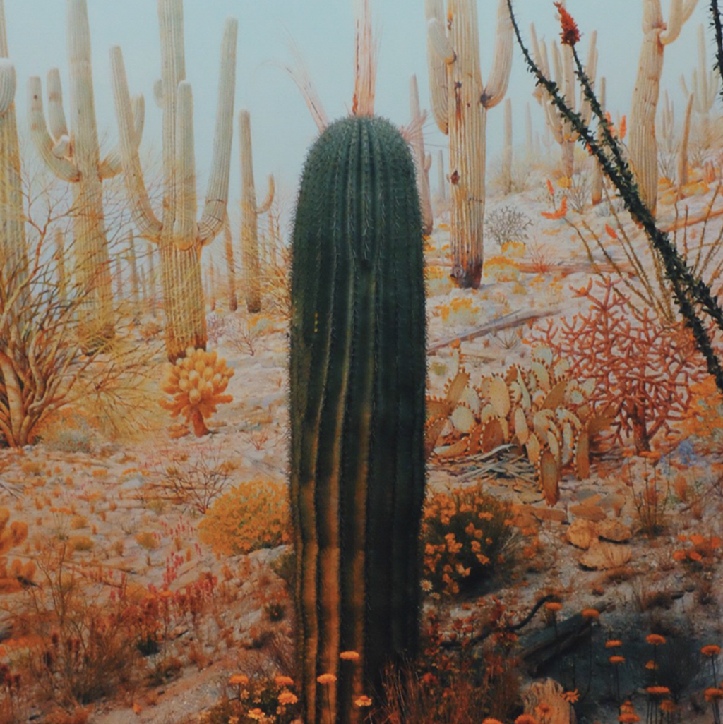 2.963 Ilustrações de Cactus - Getty Images