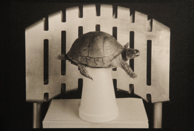 Flying Box Turtle 1996
