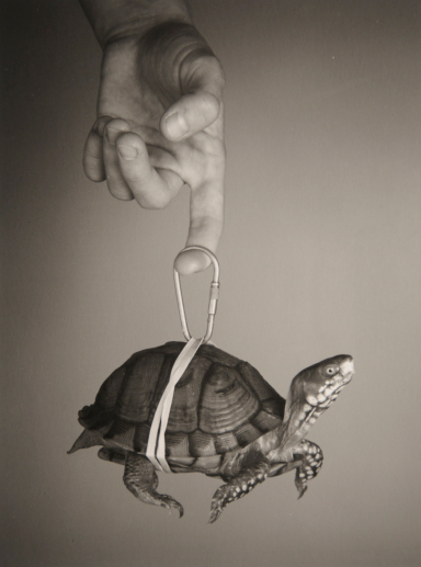 Hand and Box Turtle