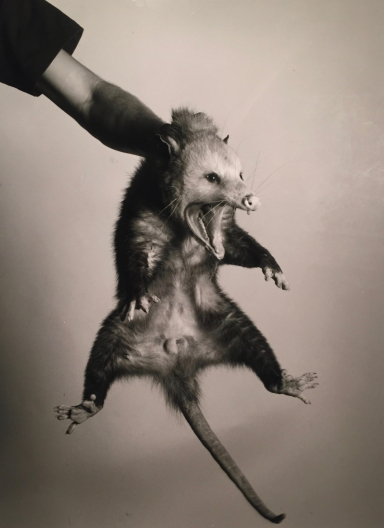 Male Opossum 1996