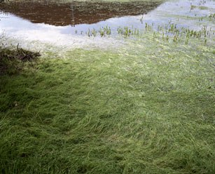 Gran reef green grass in water print